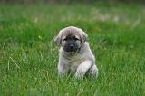 KANGAL 189